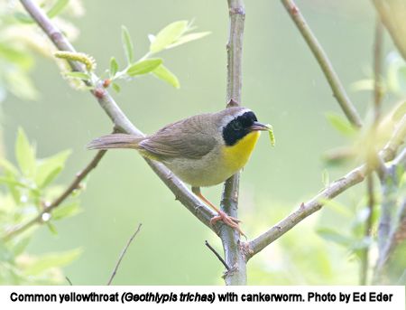 Common yellowthroat Common yellowthroat