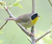 Common yellowthroat Common yellowthroat