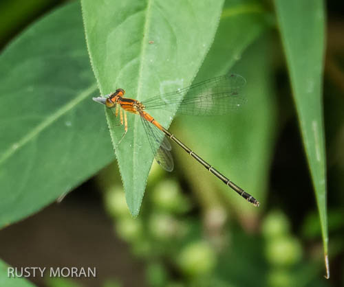 Damselfly