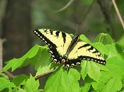 swallowtail