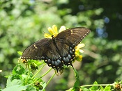 Eastern tiger swallotail