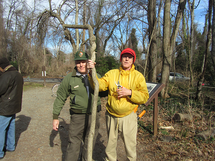 FODM invasives coordinator Jim Gearing conquered an impressive invasive Oriental bittersweet vine pictured here with GW Memorial Parkway Superintendent Charles Cuvelier