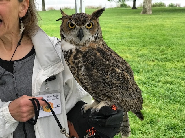 Great horned owl