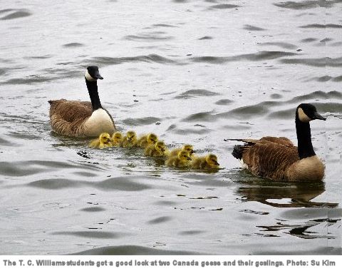 Canada geese Canada geese