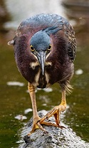 Green heron