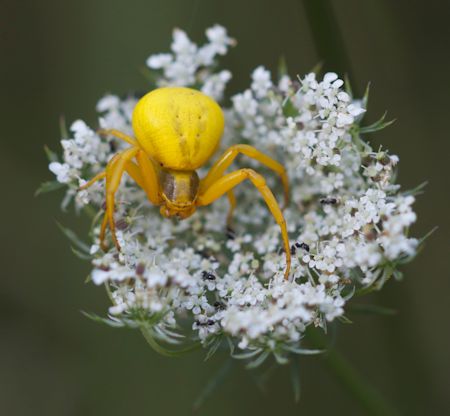 Goldenrod crab spider Goldenrod crab spider