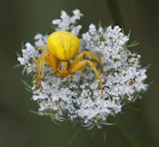Goldenrod crab spider Goldenrod crab spider