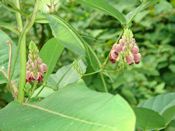 Groundnut vine