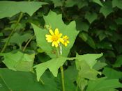 Hairy leaf cup/bears foot