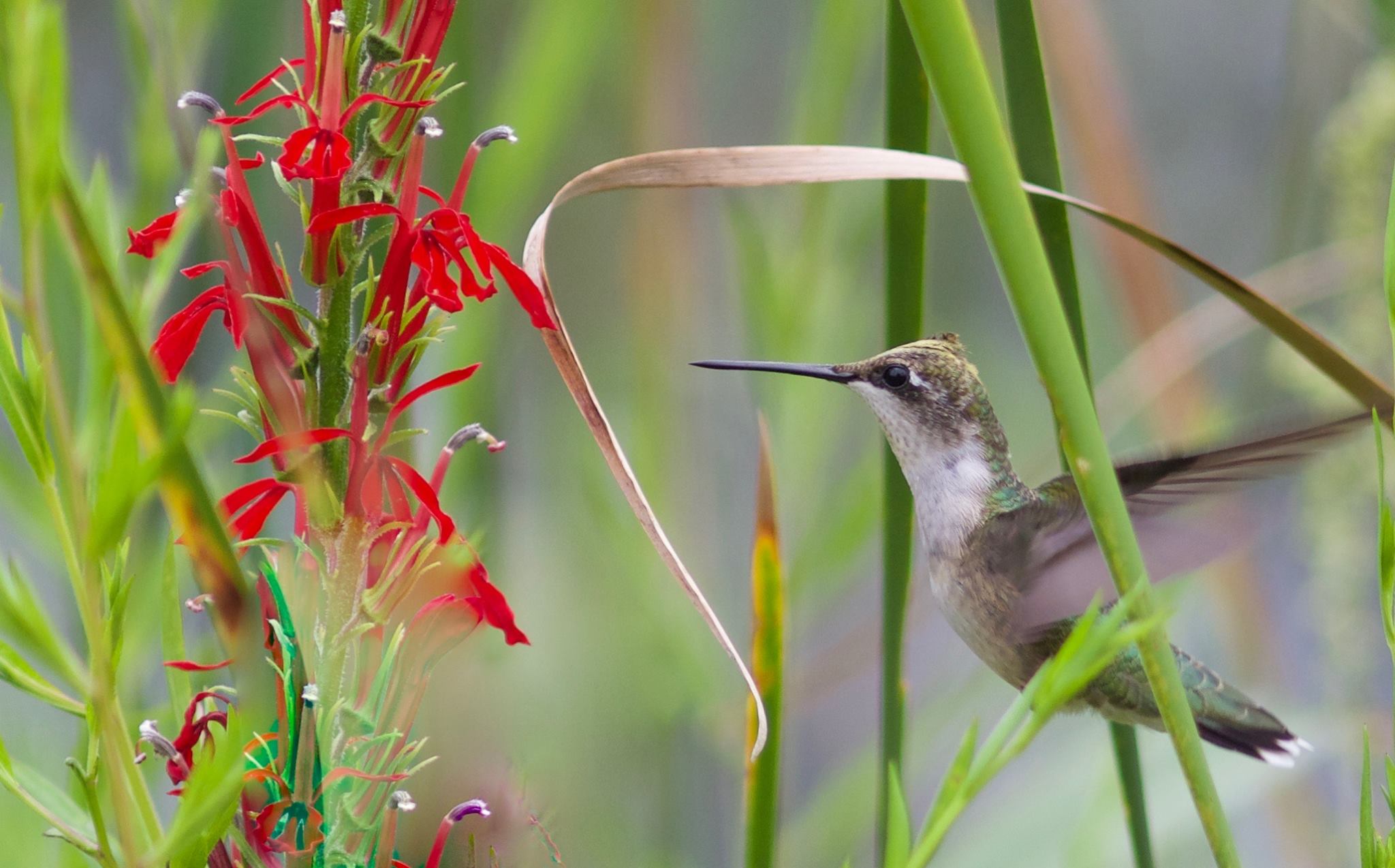 Hummingbird