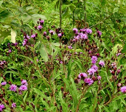 ironweed