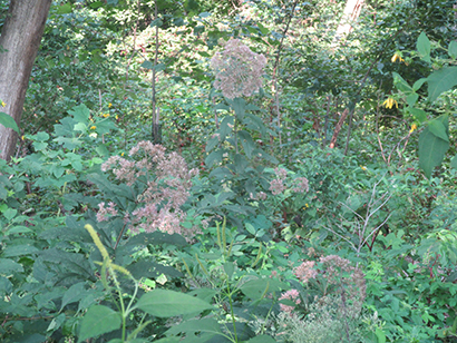 Joe pye weed 6 ft tall Eupatoriadelphus fistulosus plants thrive in the summer gb sm2