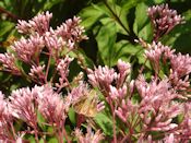 Joe Pye weed