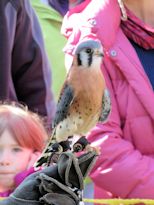 American kestrel