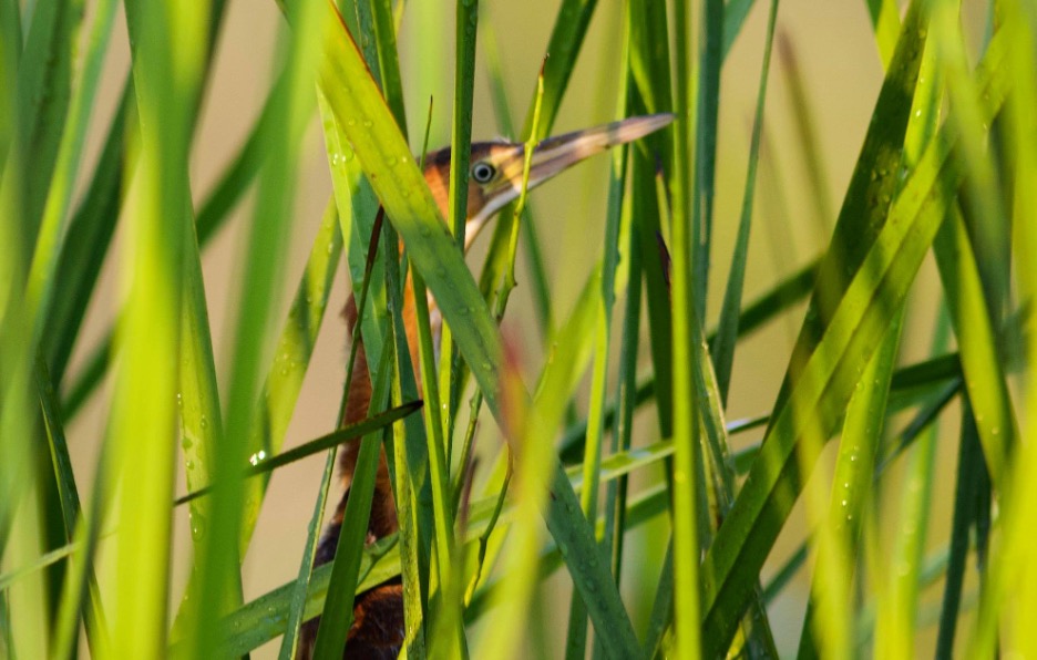 Least Bittern