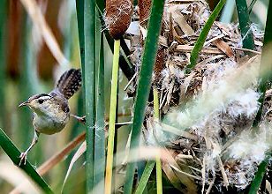 Marsh Wren