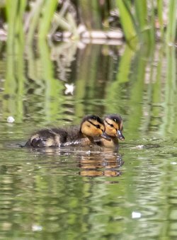 Mallards