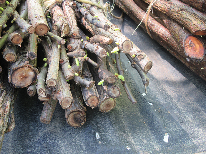 Many of the black willow stakes were sprouting ready for planting 700