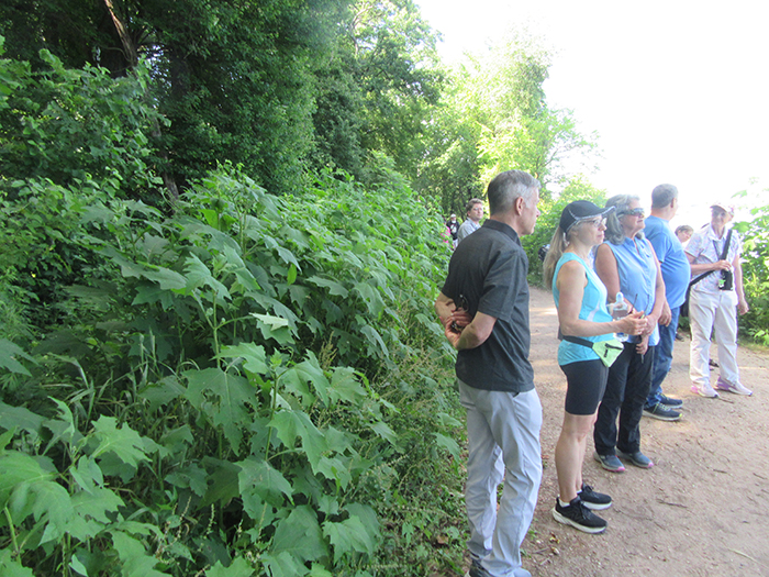 Many_of_the_native_bears_foot_or_leaf_cup_plants_at_the_restored_native_plant_site_were_six_feet_tall-700.jpg