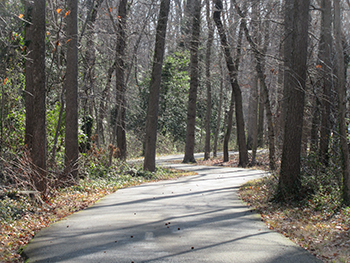 Many trees are growing very close to the trail 2