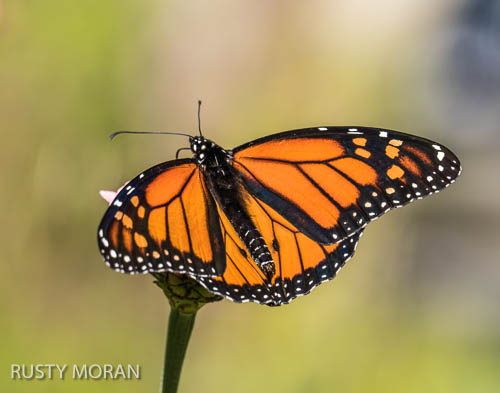 Monarch