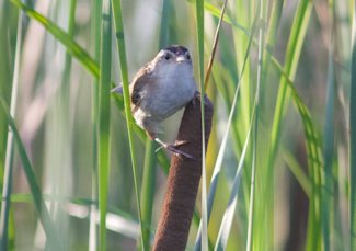 Marsh wren