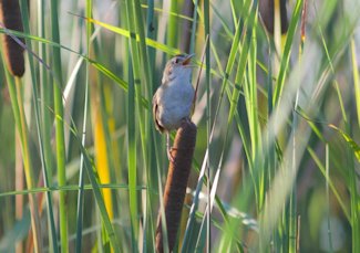 Marsh wren