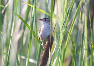 Marsh wren