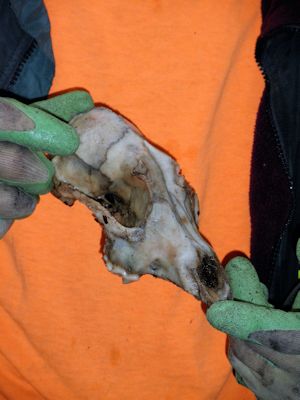 Deer skull