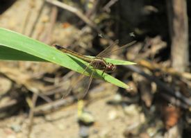 Needham's skimmer