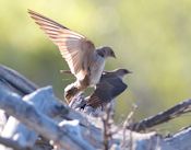 Northern rough-winged swallow