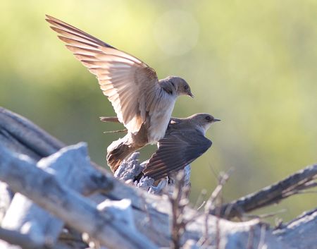 Northern rough-winged swallow