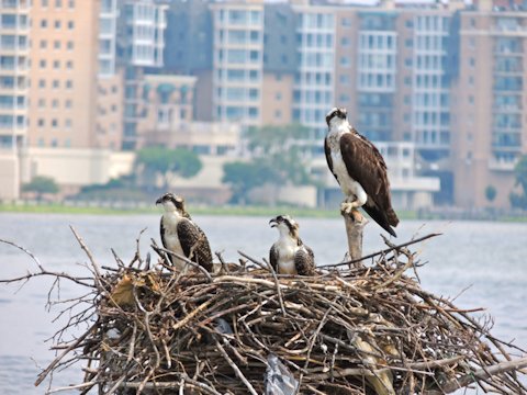 Osprey nest Osprey nest