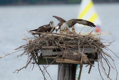 Osprey nest Osprey nest