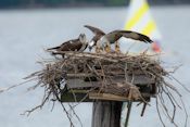 Osprey nest Osprey nest