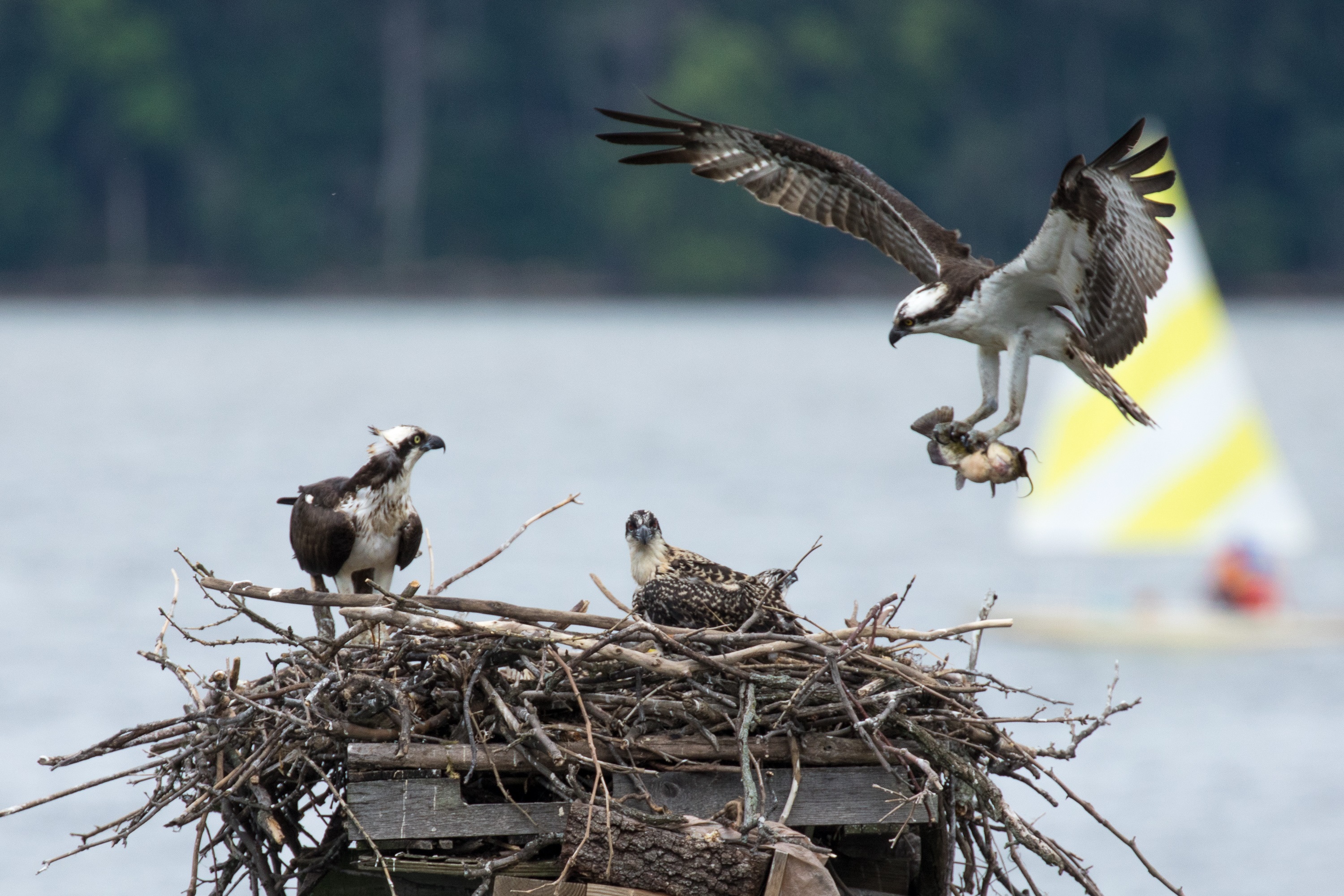 Male osprey with fish