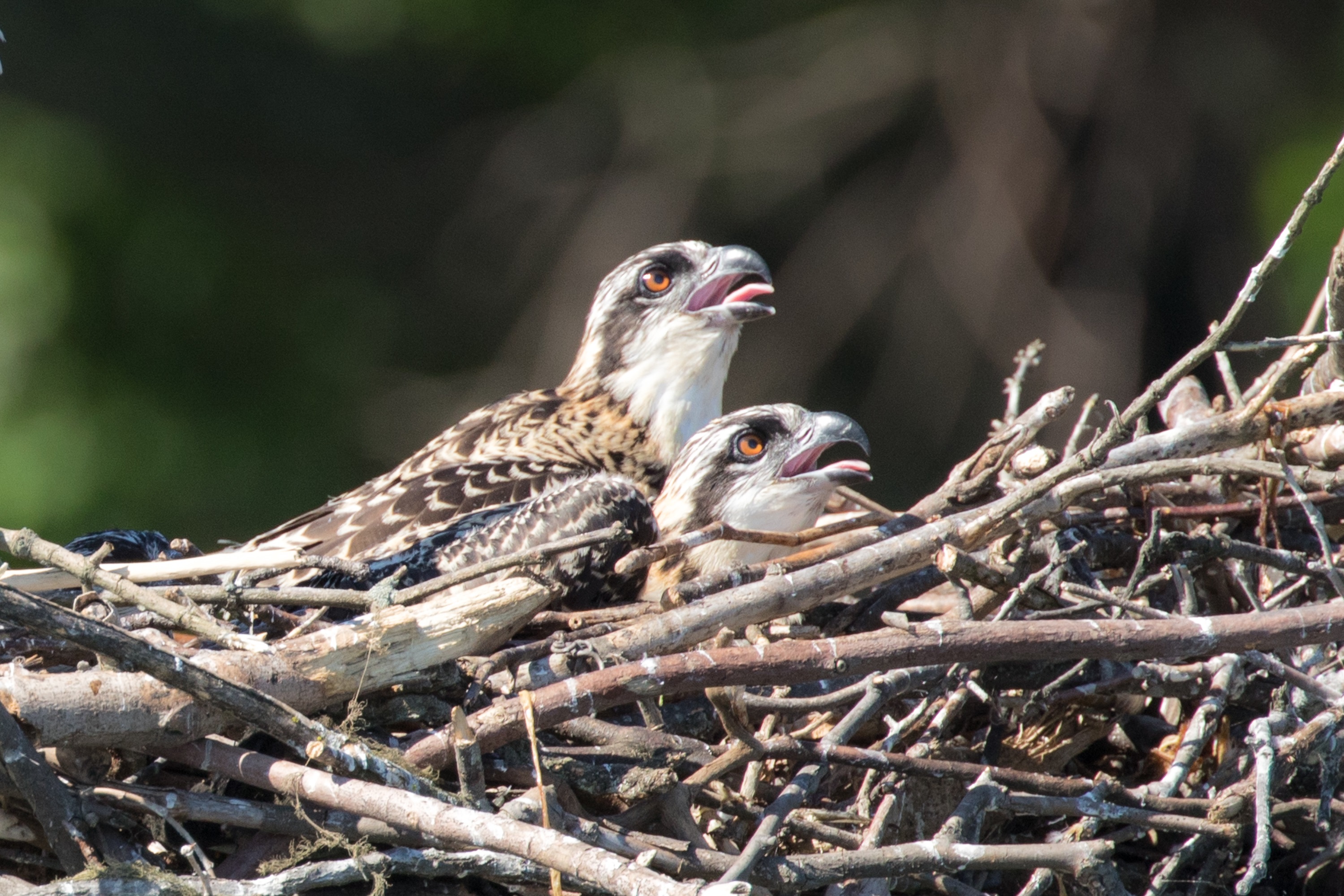 Juvenile ospreys