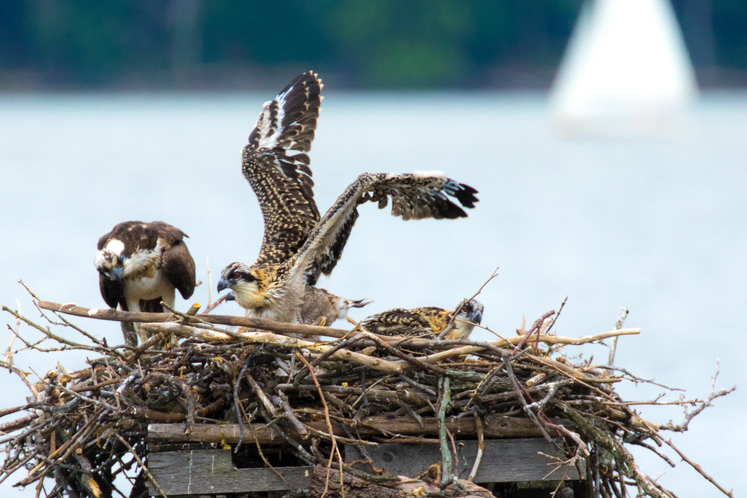 Juvenile osprey