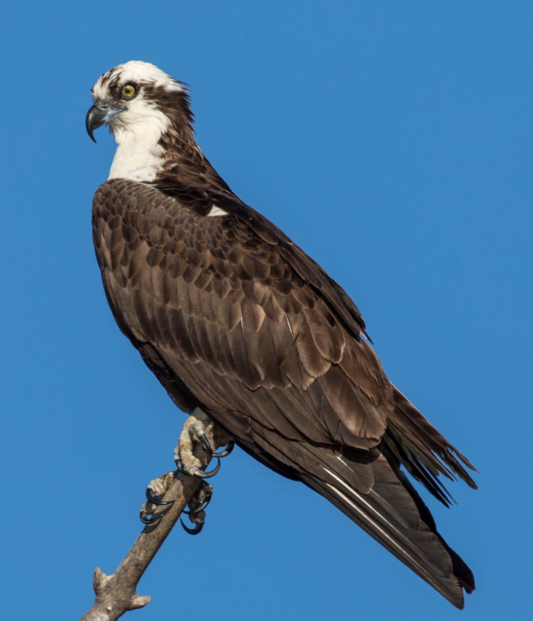 Adult osprey