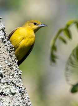 Orchard oriole