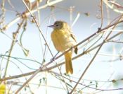 Baltimore oriole Baltimore oriole