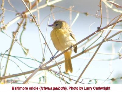 Baltimore oriole Baltimore oriole