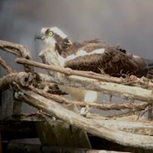 Nest Nest