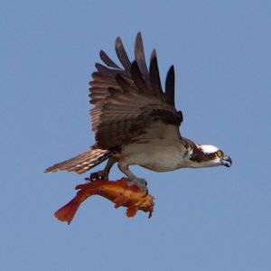 Osprey with fish Osprey with fish