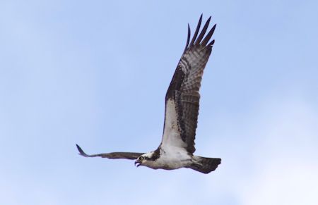 Osprey Osprey