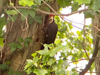 Pileated woodpecker