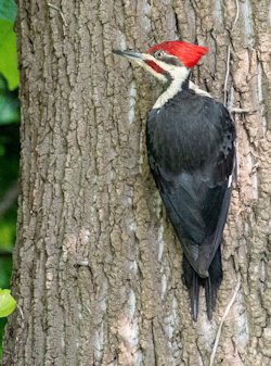 Pileated woodpecker