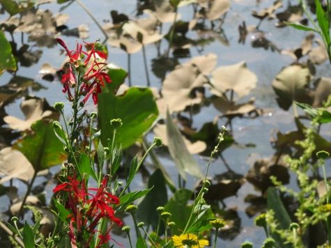 Plant Walk Cardinal Flower