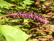 Pokeweed