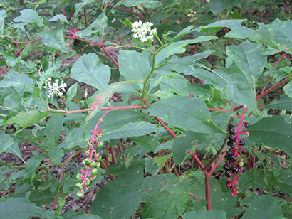 Pokeweed plants Phytolacca americana have berries that turn dark purple in the fall gb sm2